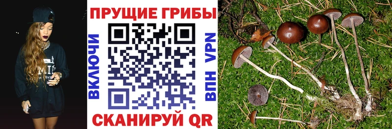 Галлюциногенные грибы MAGIC MUSHROOMS  даркнет сайт  Новокузнецк 